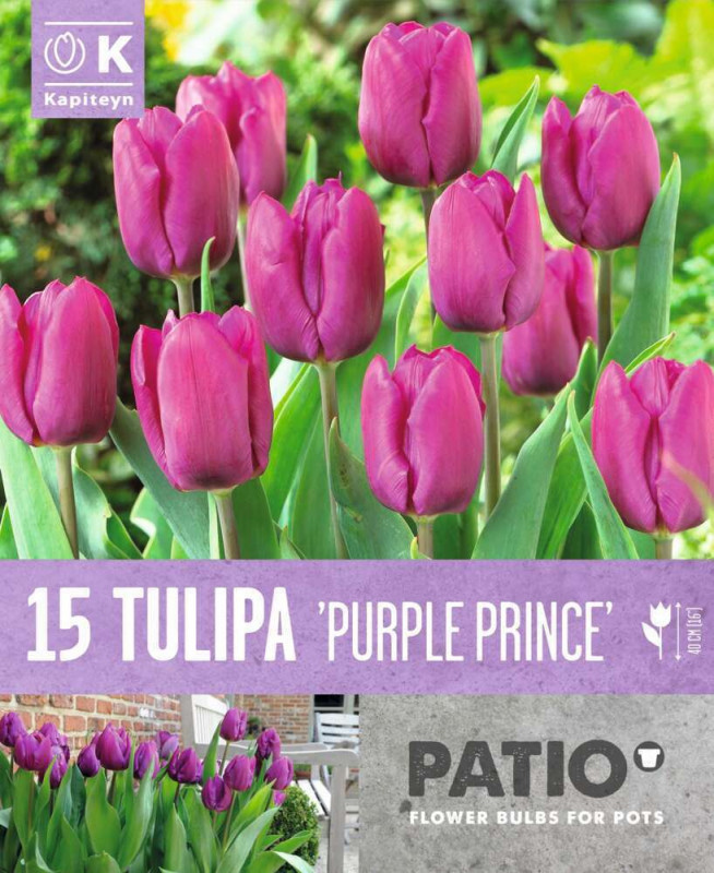 Tulipe triple purple prince X15