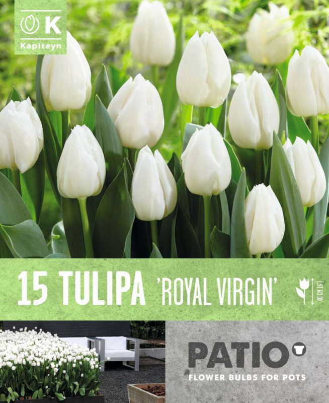 Tulipe triple royalle virgin X15