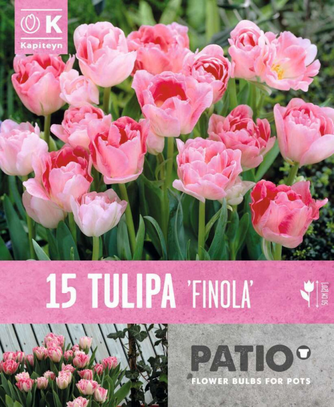 Bulbes de tulipes doubles hâtives 'Finola' - x15
