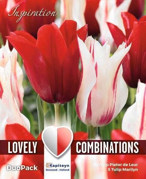Tulipe fleurs doubles rouge et blanc  X15