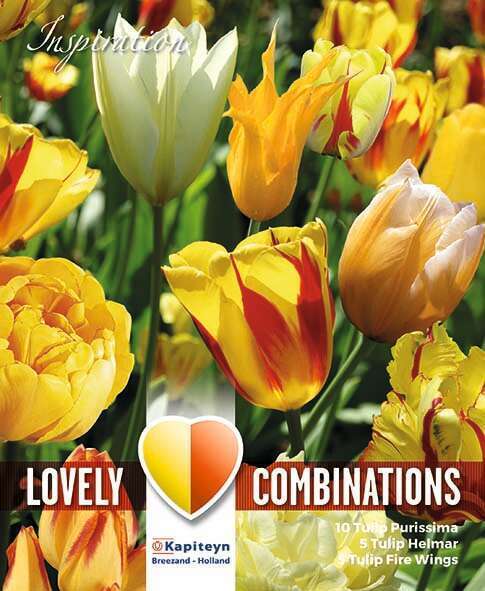 Bulbes de tulipes combi 'Sunny Delight' - x15