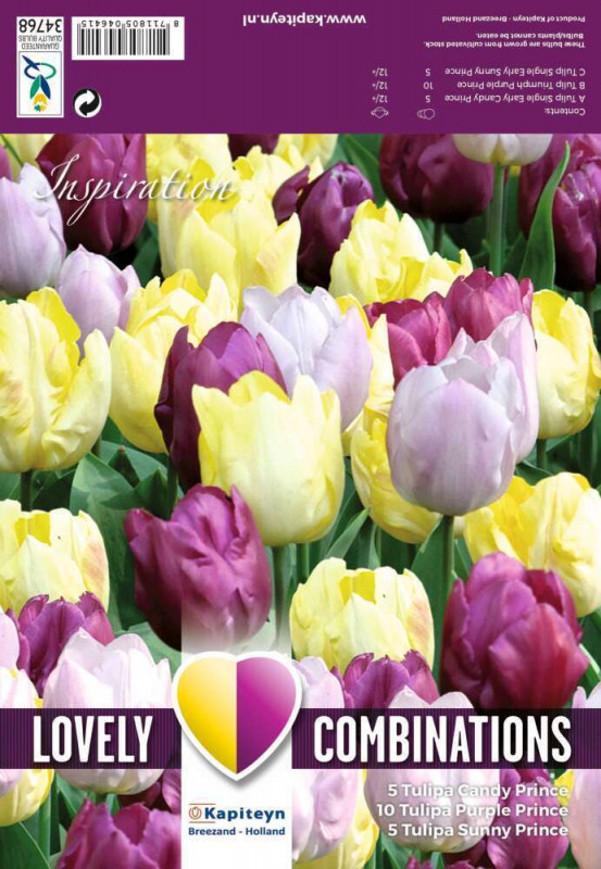 Tulipe triple combi jaune pourpre + lilas X20