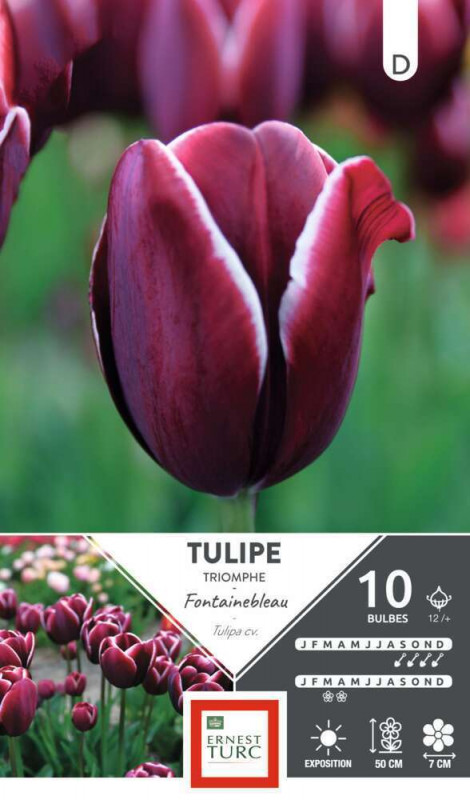 Bulbe de Tulipe triomphe Fontainebleau 12/+ x10