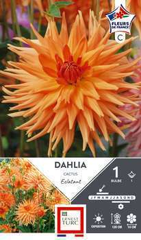 Dahlia Cactus Eclatant Fdf I X1