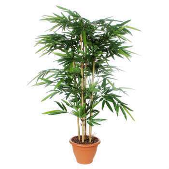 Bambou en pot : vert, d75 H 150 cm