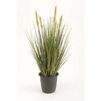 Plante herbe en pot : verte, h. 45 cm