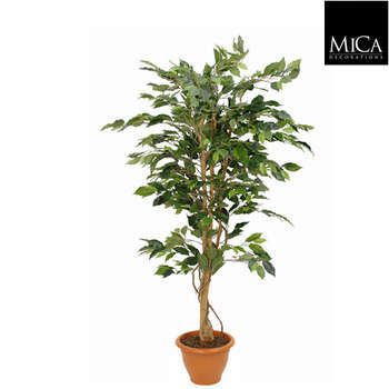 Ficus Benjamina en pot : vert, d.85xh.150cm