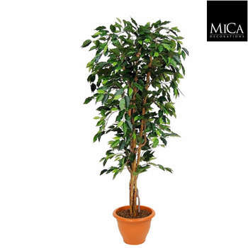 Ficus Benjamina en pot : vert, d.100xh.180cm