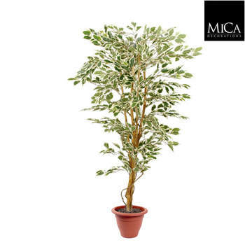 Ficus Hawaii en pot : vert, d.90xh.180cm