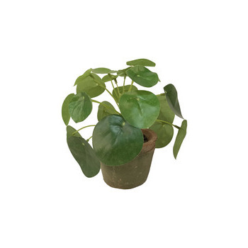 Pot pilea mini bush : 13cm