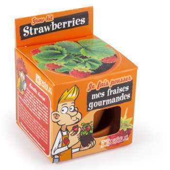 Kit Graines à planter : fraises.