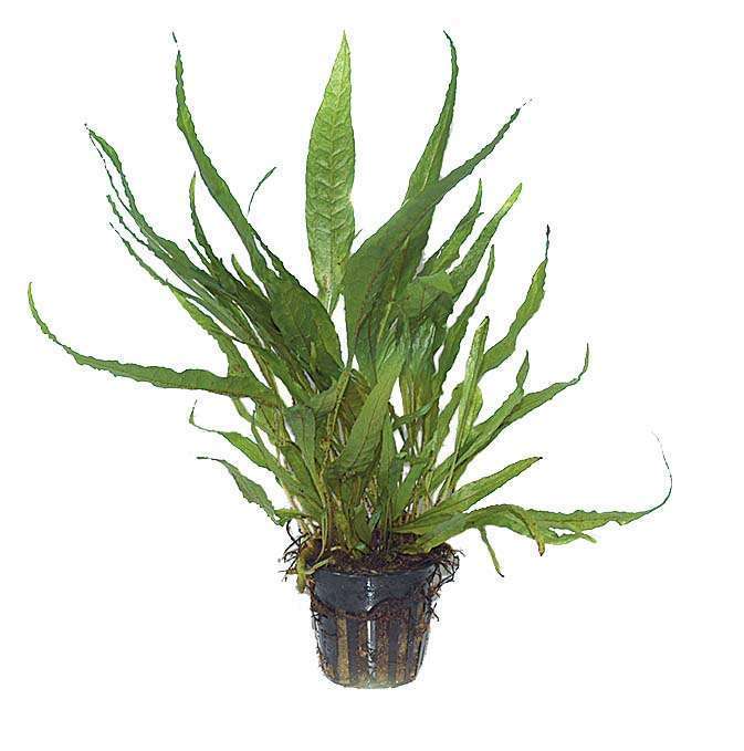 Plante aquarium