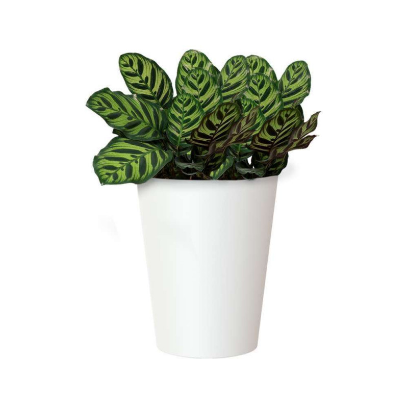 Pot d'intérieur Porto en plastique blanc Ø40 x H.