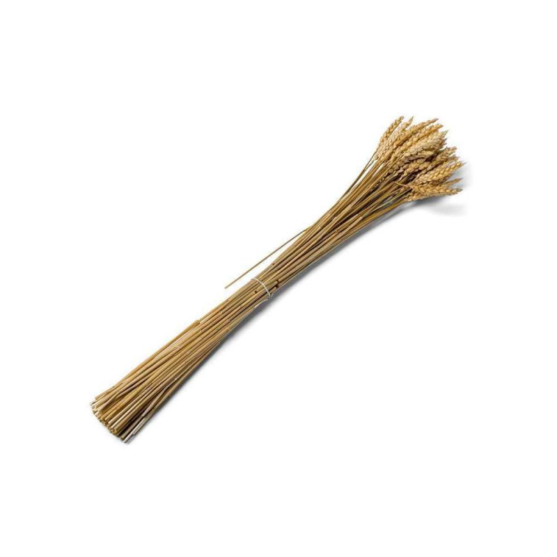 Bouquet d'épis de blé séchés naturels