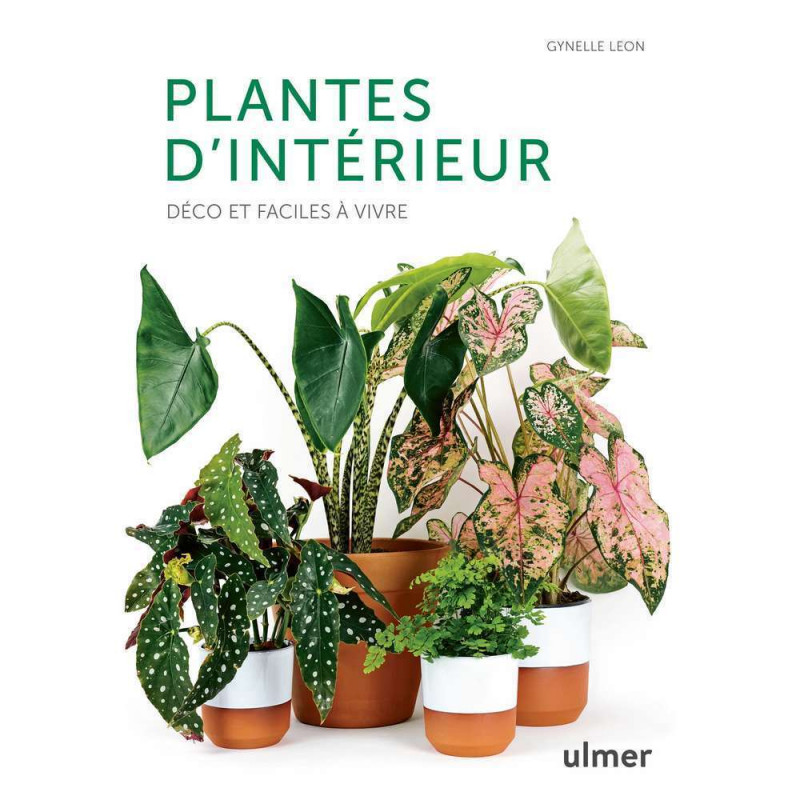 Plantes d'intérieur déco et faciles à vivre