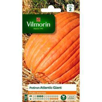 Graines de Poitron Atlantic Giant en sachet