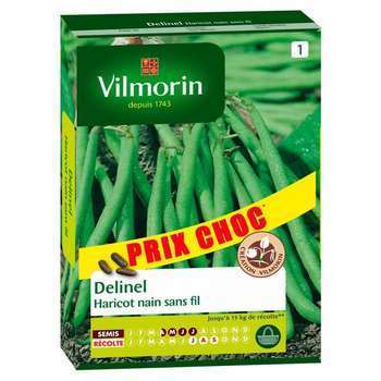 Graines de haricot nain a filet sans fil Delinel e