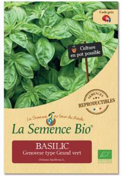 Graines potagères basilic Genovese type Grand'vert