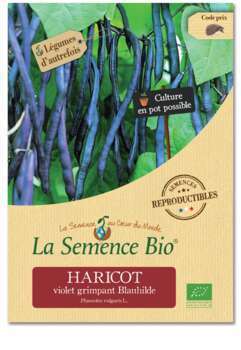 Graines potagères haricot violet grimpant Blauhild