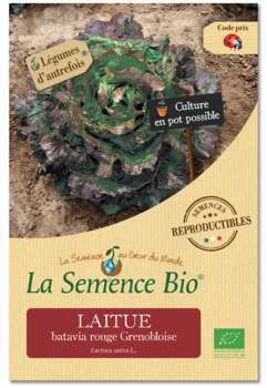 Graines potagères laitue batavia Grenobloise Bio e