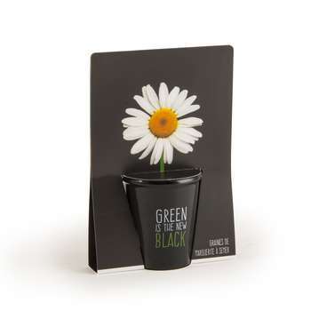 Kit de plantation black Paquerette