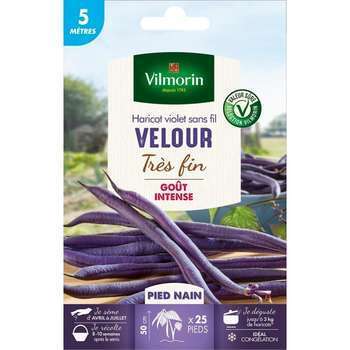 Graines de haricot nain Violet Velour en boite