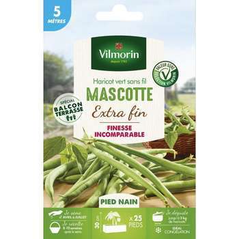 Graines de haricot nain Vert Mascotte en boite