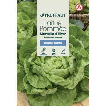 Graines de laitue Merveille d'hiver en sachet