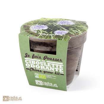Pot ciboulette Bio en terre cuite