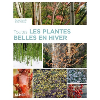 Toutes les plantes belles en hiver