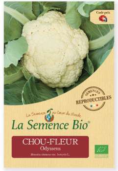 Graines potagères Chou-fleur Odysseus bio 0,1g