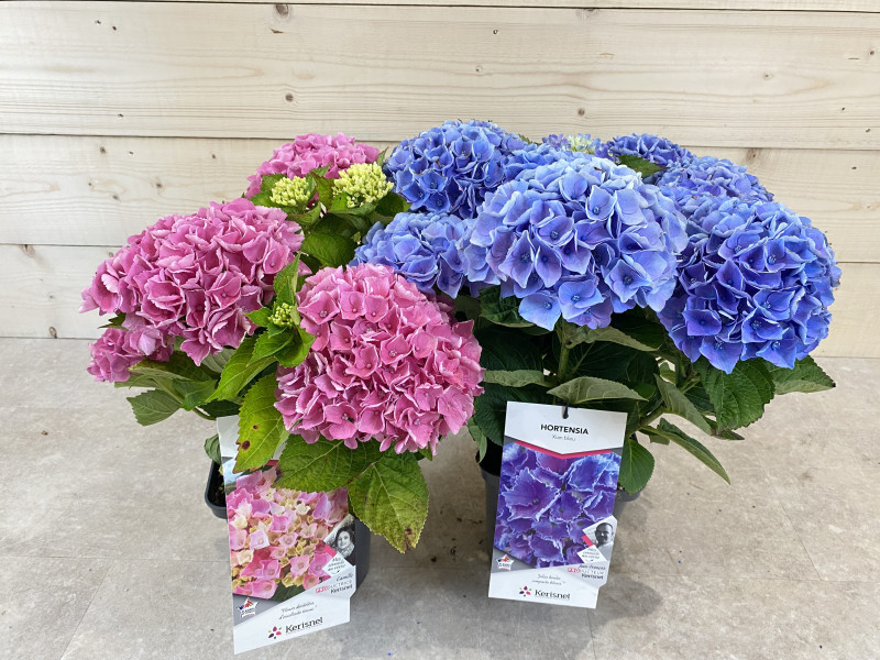 HYDRANGEA C.5L