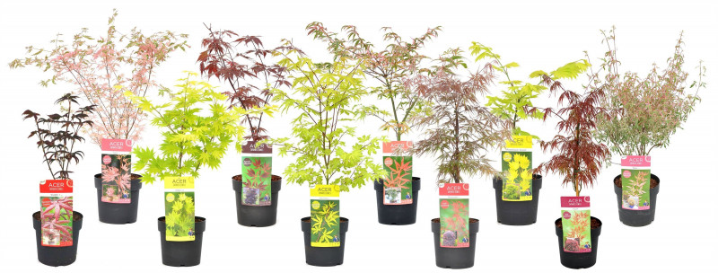ACER PALMATUM MIX C 40/+