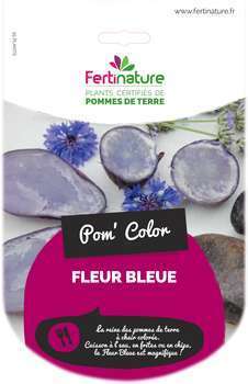Pomme de Terre Fleur Bleue