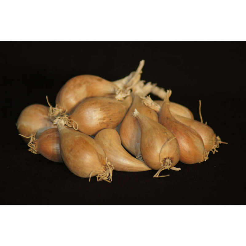 Bulbes d'échalotes 'Griselle' en filet - 500g