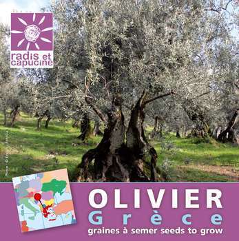Graines du monde à semer olivier degèce