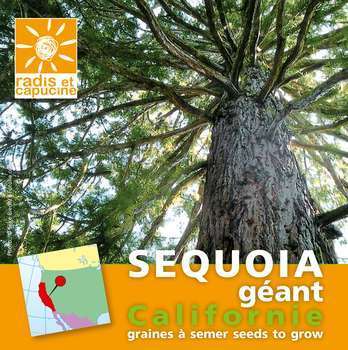 Graines du monde à semer séquoïa californie