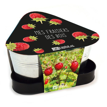 Kit 3 pots de fraisier Temptation