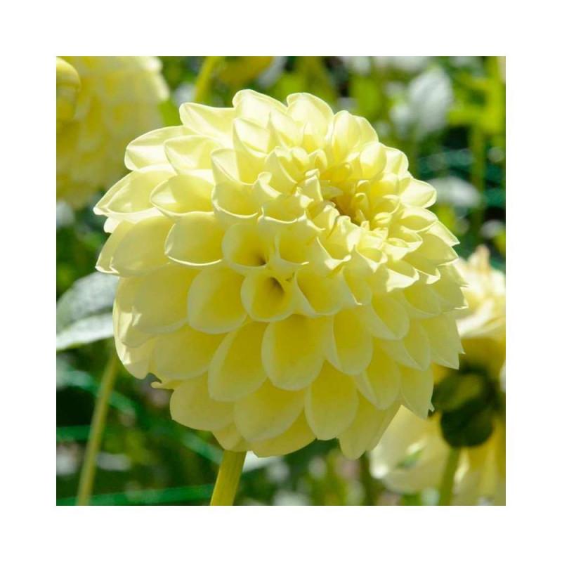 Bulbe de Dahlia balle Jowey Martina