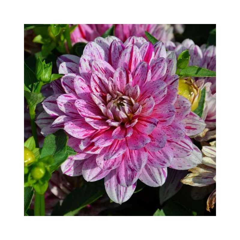 Bulbe de Dahlia Nain Double Soprano