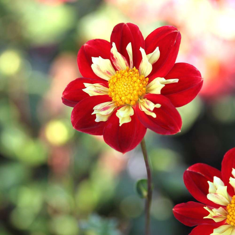 Bulbe de Dahlia Collerette Raissa