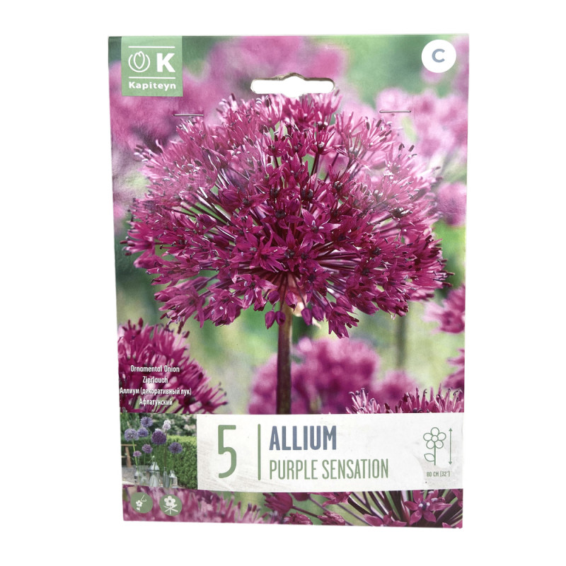 Bulbes d'ail d'ornement 'Purple Sensation' x 5