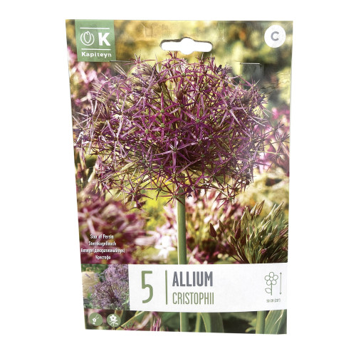 Bulbes d'ail d'ornement Etoile de Perse x5