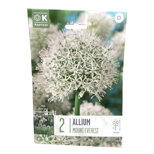 Bulbes d'ail d'ornement, Allium 'Mount Everest' x