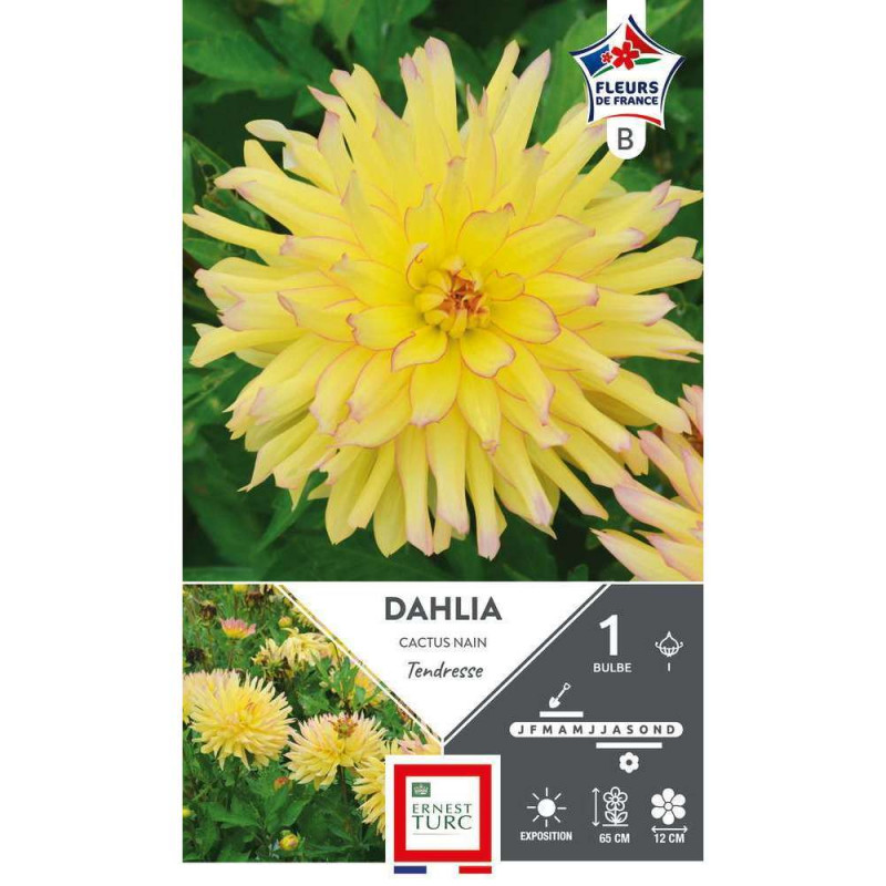 Bulbe de Dahlia Cactus Nain Tendresse I x 1