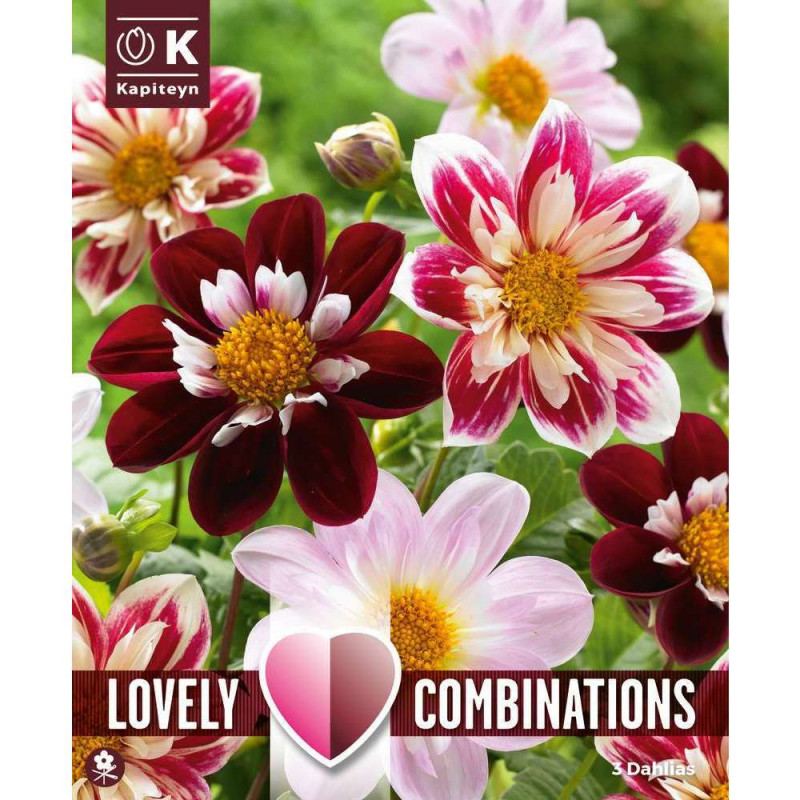 Bulbes à fleurs Dahlia Collerette Red & White