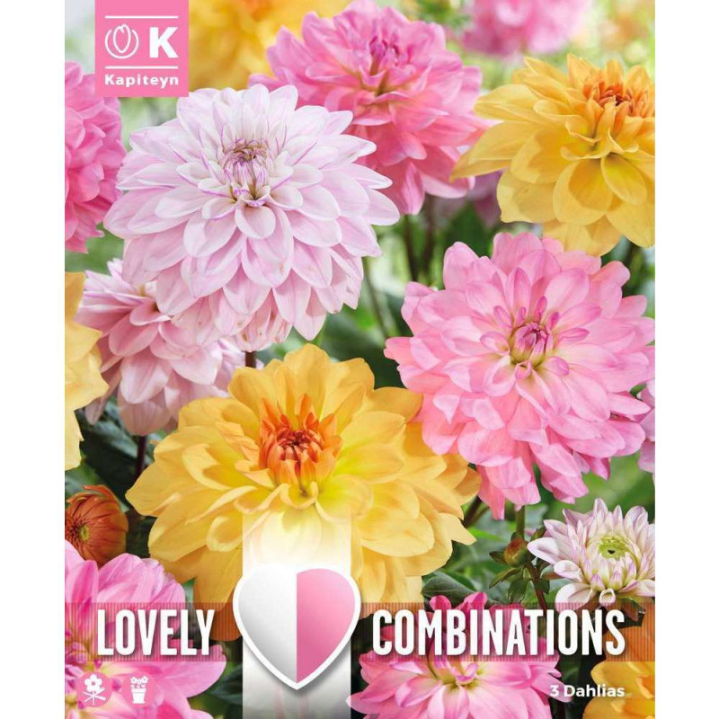 Bulbes à fleurs Dahlia Decorative Soft Tones