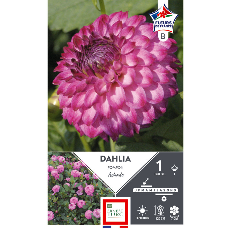Bulbe de Dahlia pompon Ashado x1