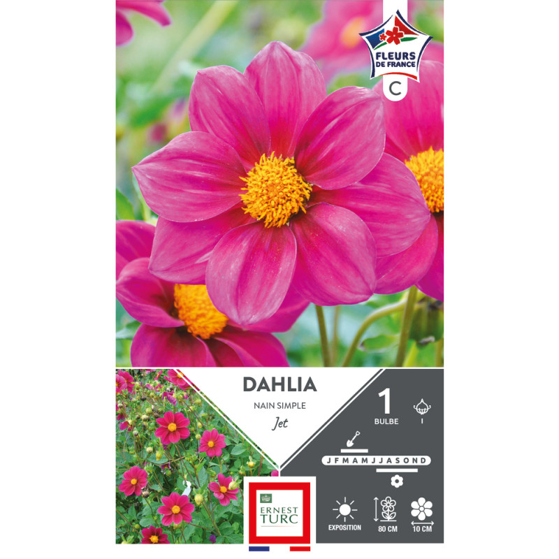Bulbe de Dahlia nain Simple jet x1
