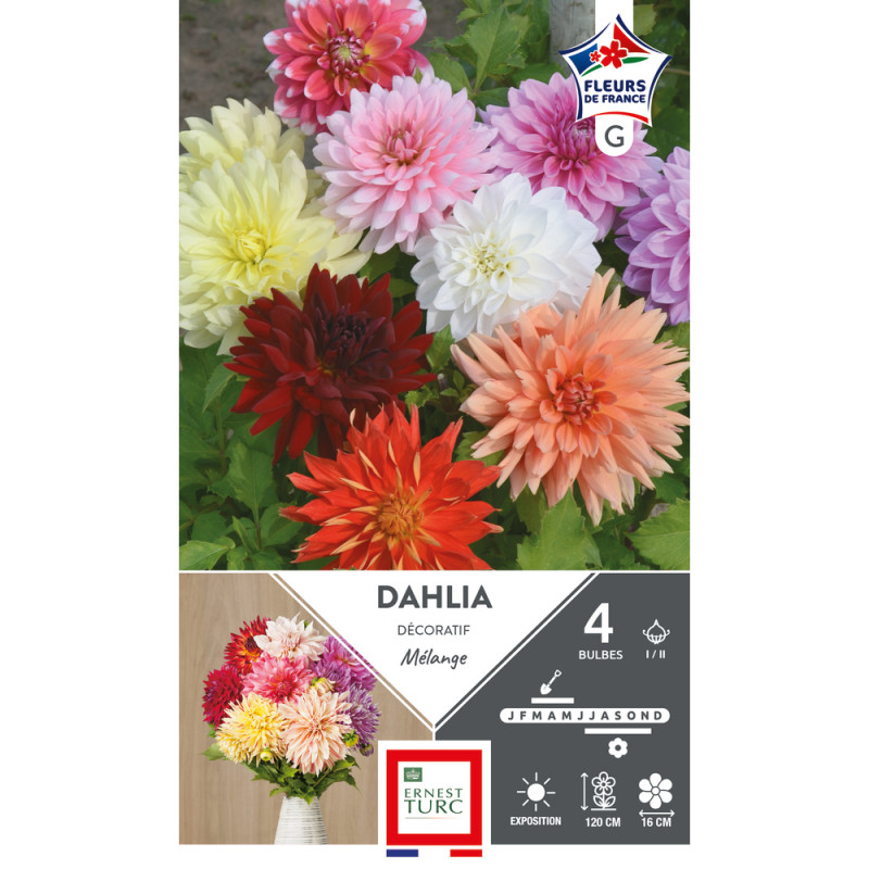 Bulbe de Dahlia décoratif en assortiment x4